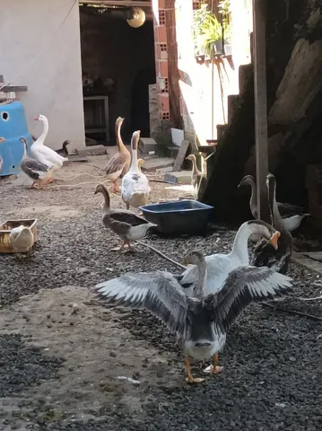 Vendo patos e gansos sinaleiro e africano 