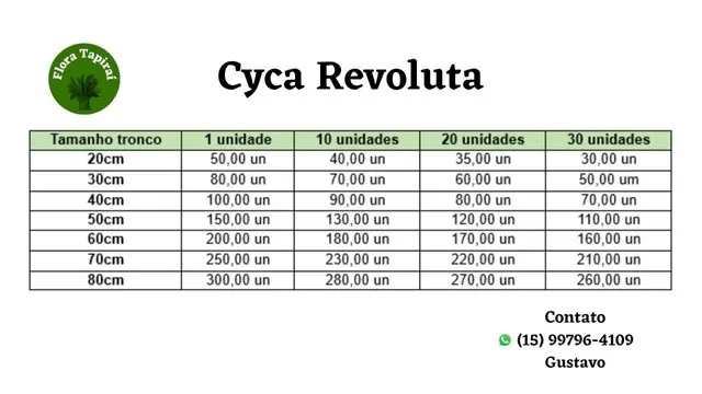 Cica Revoluta