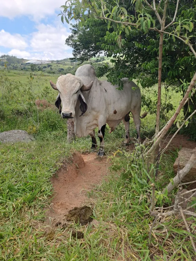 Novilhas, touros e vacas de leite a venda