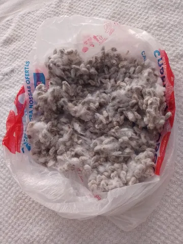 Sementes de algodão 