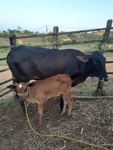 Vaca ? 