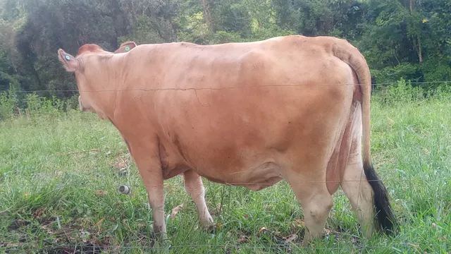 Vende-se vaca pra abate 