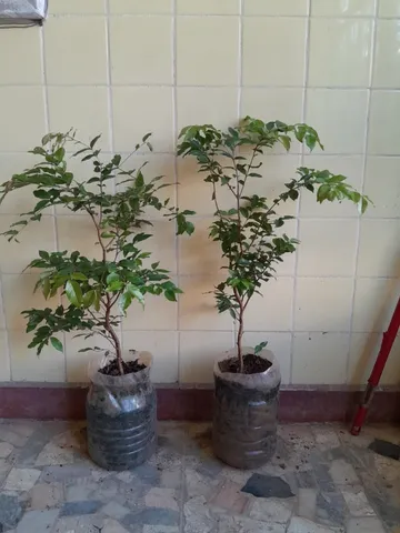 Jabuticabeira Hibrida (vendo mudas)