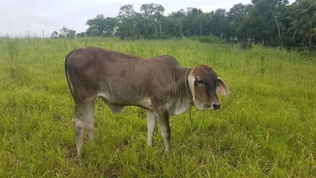Vendo 2vacas e uma terneira 