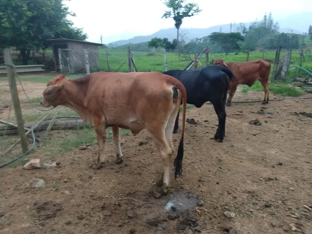Vendo 3 novilhas 