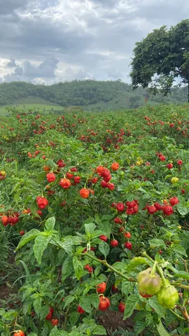 Pimenta Rabanero amarela $11/kl e vermelha $9/kl