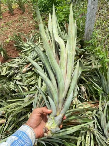 Mudas de Abacaxi Perola Jupi