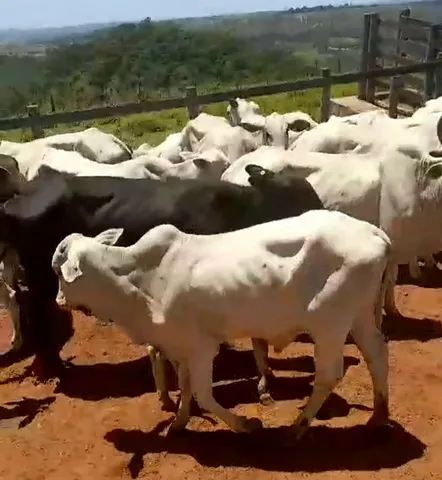 VENDO VACAS NELORE