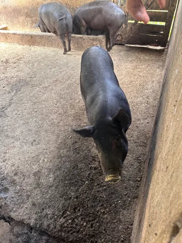 Vendo porco caipira 