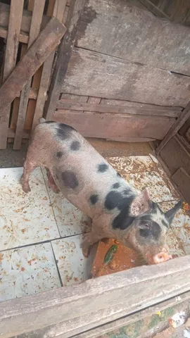 Porco caipira