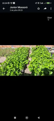 Mudas de Maracujá 