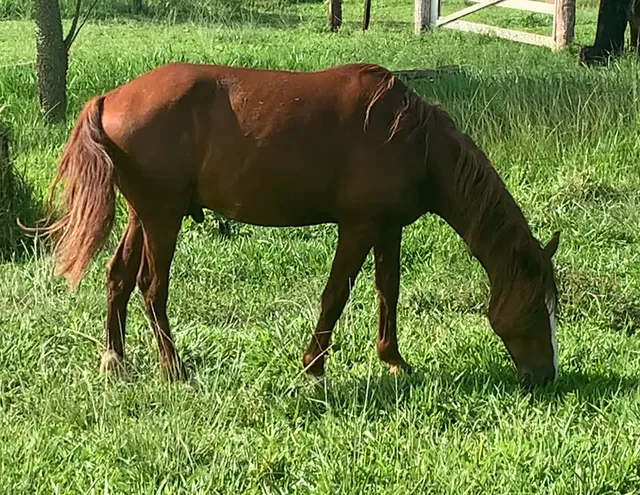 Vendo cavalo, potra e potro. (Brinde 1 sela)
