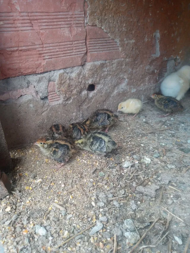 Pintos e codornas