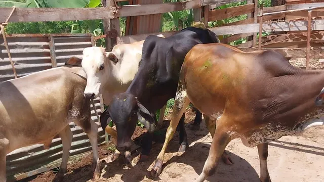 Bezerros 
