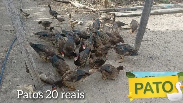 Patos criado ração e milho raça Caiana