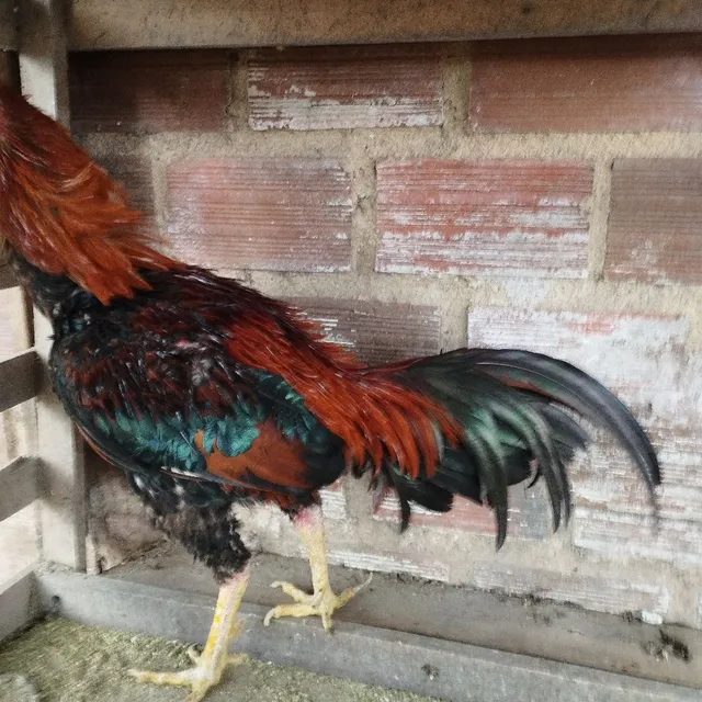 Galo de Raça 