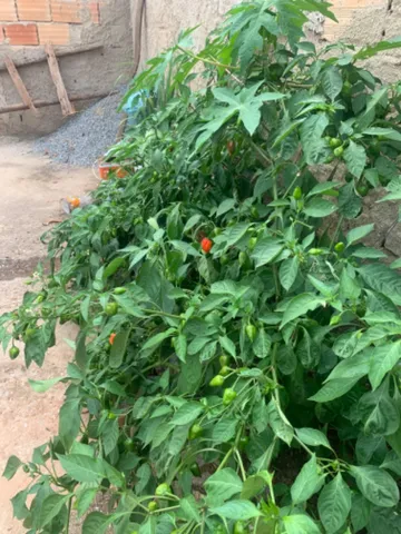 Pimenta 