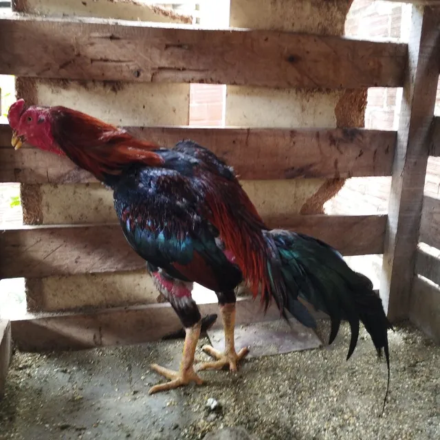 Galo de raça 