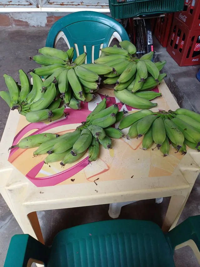 Cacho de bananas