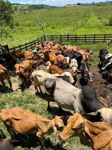 Vendemos Gado Mestiço Vacas, Bois, Novilhas, Bezerros em Pouso Alegre-MG