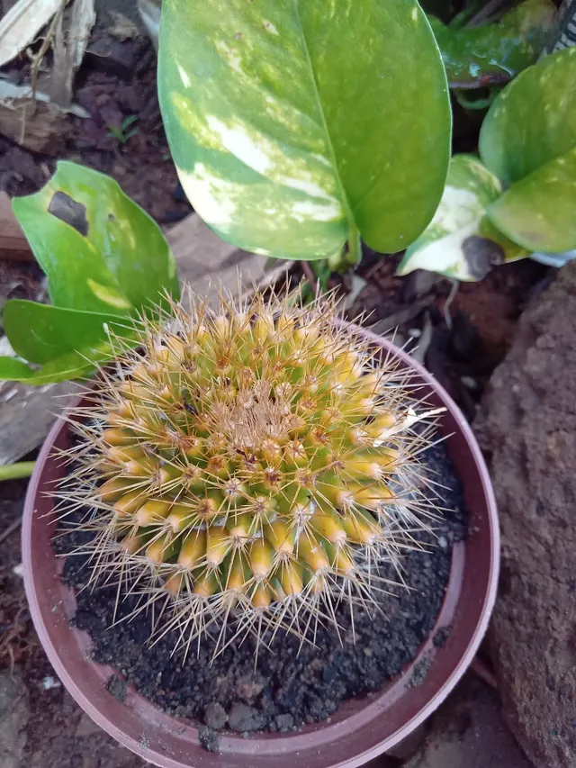 Cacto Quebra Demanda (para proteger seu Ano Novo)