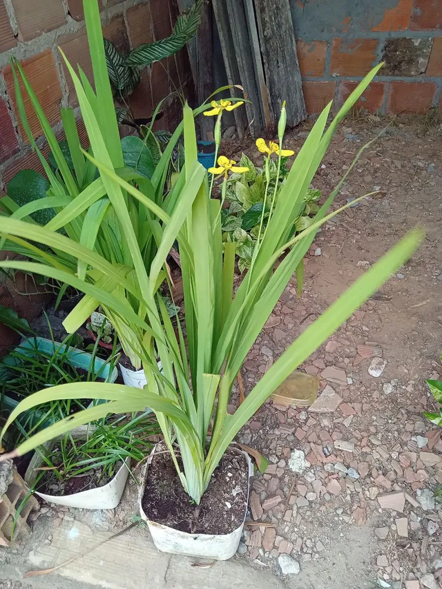 Íris da Praia flor amarela (Planta adulta Florida, cheia de mudas)