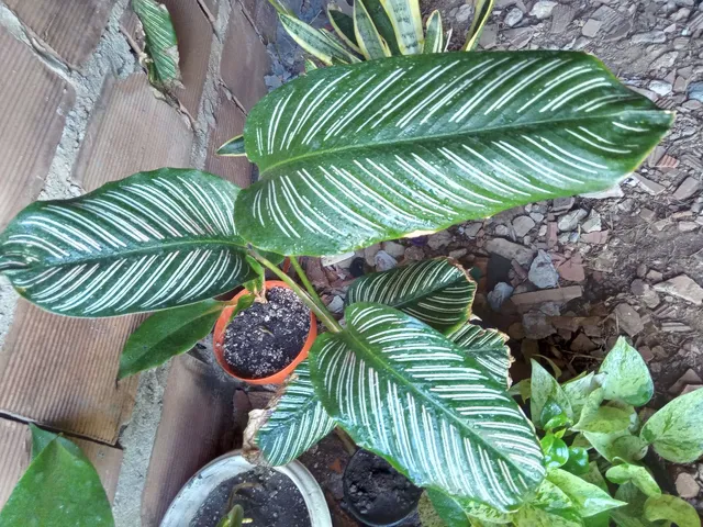 Maranta (Calathea Ornata) 