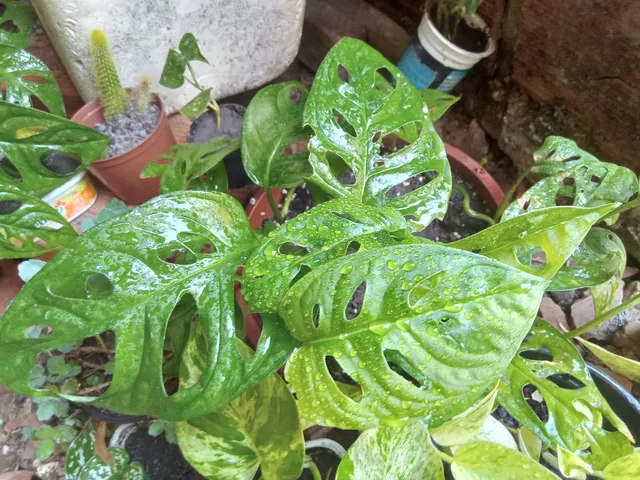 Costela de Eva (Monstera Adansonii) planta naturalmente Furadinha