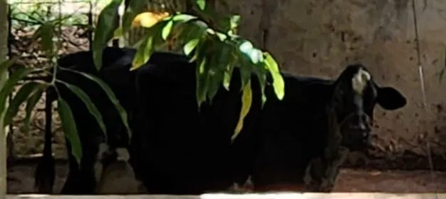 Vende-se vaca de terceira cria