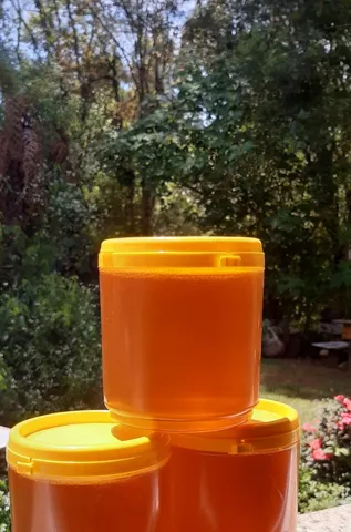 Mel apiario é meliponário mombach