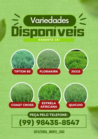 BRS capiaçu, BRS kurumi e outras variedades
