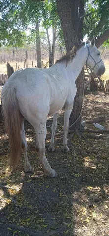 Cavalo de pega de boi no mato 