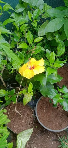 Mudas de hibisco amarelo, rosa , branco , vermelho 