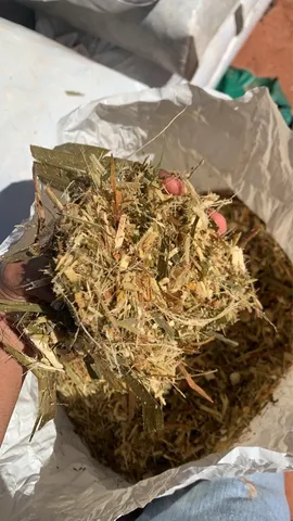 Silagem de Brs Capiaçu 
