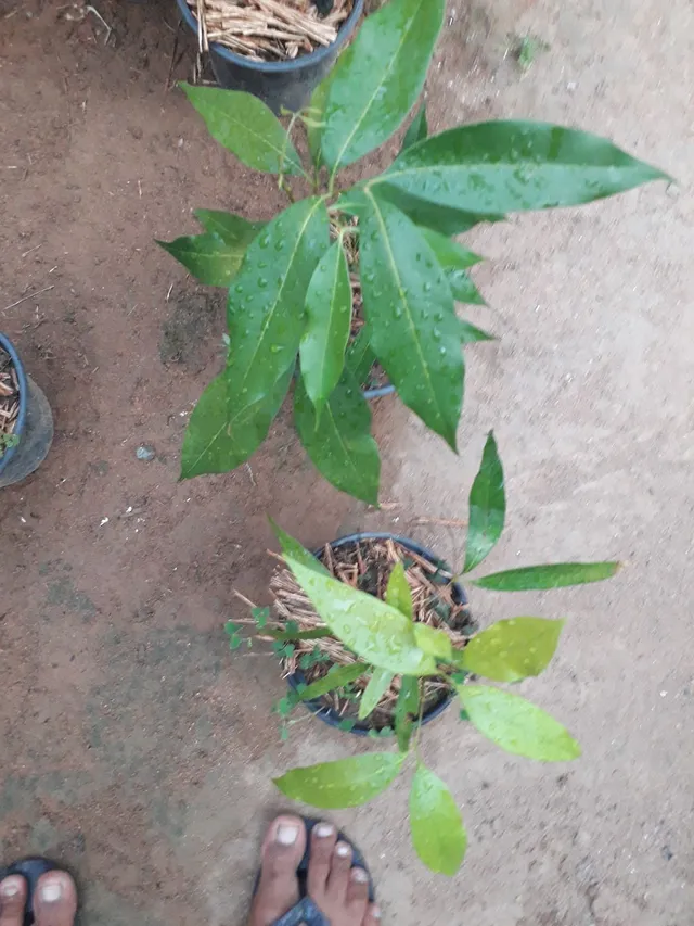 Vendo mudas frutíferas 