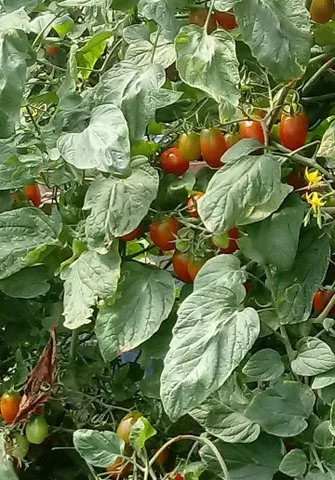Tomate grape extra