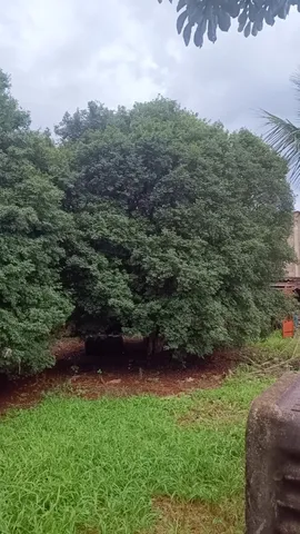 Jabuticabeira Adulta