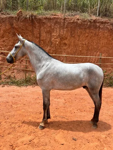 Potro mangalarga 