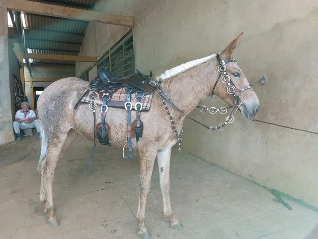 Mula de patrao barato 