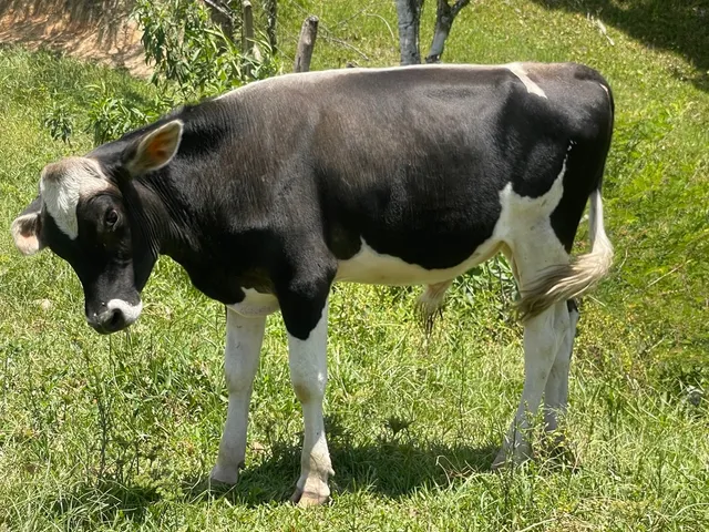 Novilho