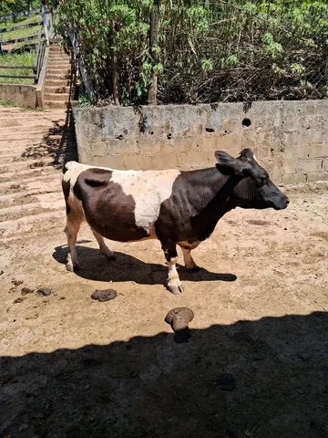 Mini Bovino (fêmea adulta)