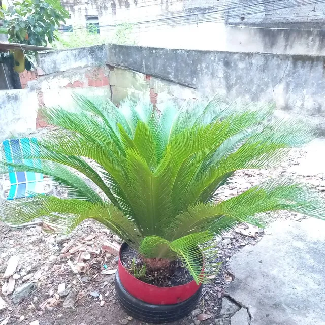 Planta Sagu