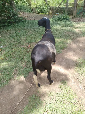 Vendo casal de carneiro 