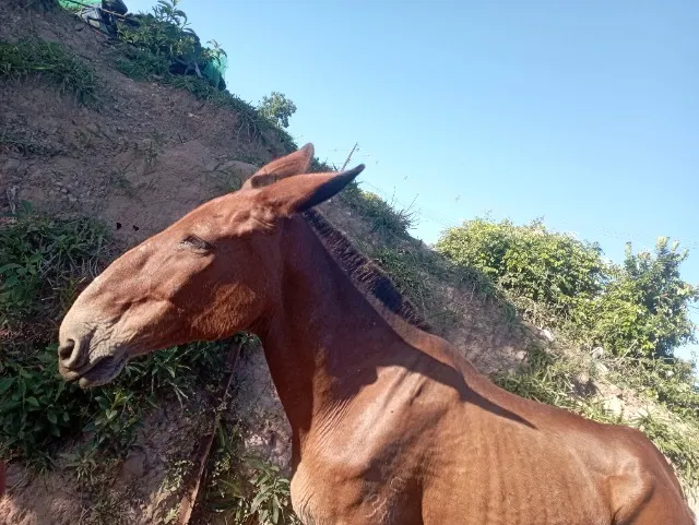Mula boa 