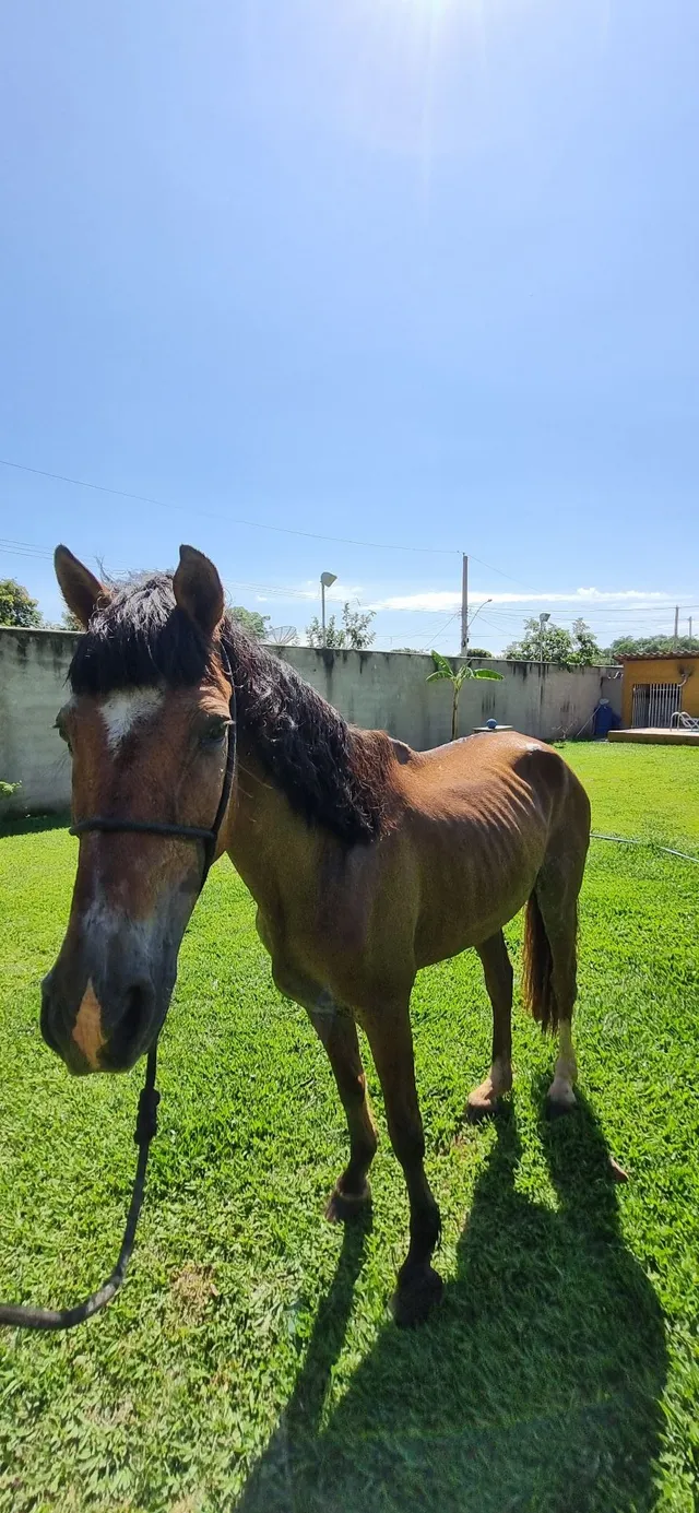 Cavalo manso de caroça e arreio