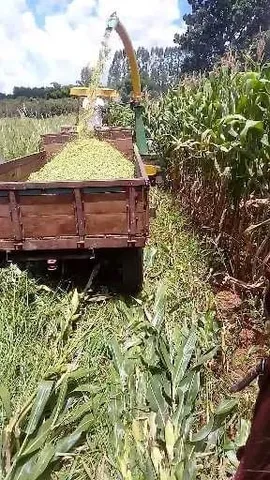 Silo de milho puro safra verão
