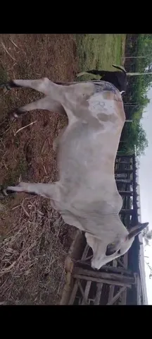 Três vacas gorda p comércio 