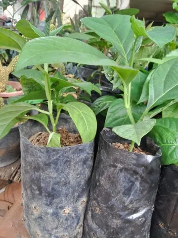 muda maracuja doce 30cm