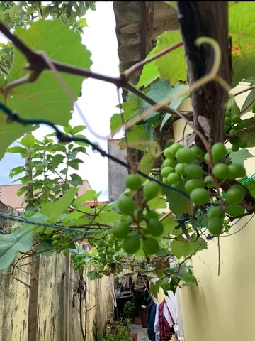 Mudas de uva