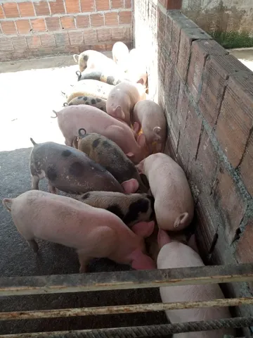 Leitões a venda